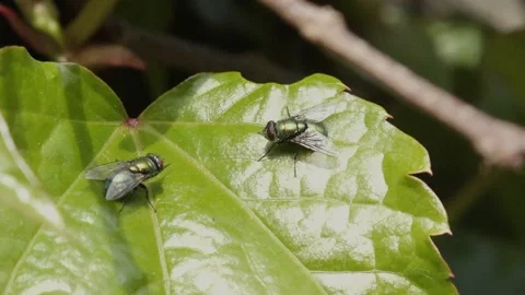 2 green Flies on an ivy leaf Stock Footage 130265994
