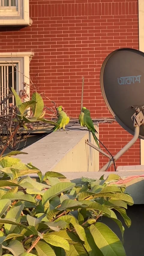 2 green parrots beside a cable satellite Stock Footage 223906471