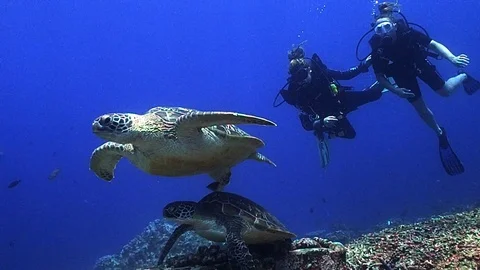 2 green turtles and 2 scuba divers Stock Footage 120513636