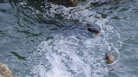2 grey seals in the wild in the Atlantic Ocean off Ireland Stock Footage 167229348