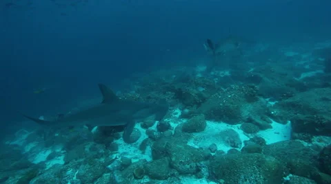 2 hammerhead sharks on the reef Stock-Footage 42882929