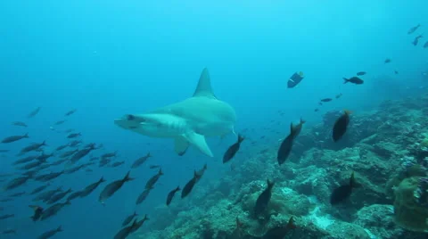 2 hammerhead sharks turn on the reef Stock Footage 42880079