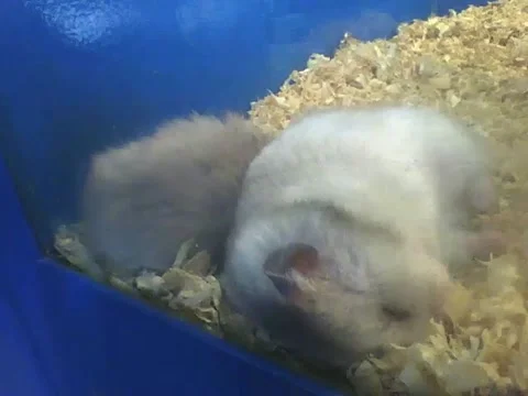 2 hamster sleeping, seem to be very sleepy, so cute! Stock Footage 162147913