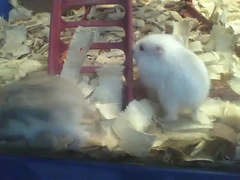 2 hamsters have fun in the pet store, seem to be brothers Stock Footage 161208526