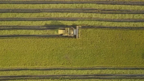 2 Harvesters Working Video stock 101768330