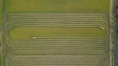 2 Harvesters Working on a Paddy Field Video stock 101766599