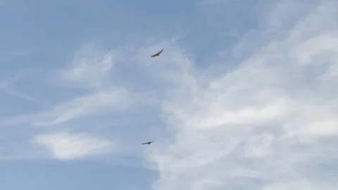 2 hawks flying Stock Footage 120051554