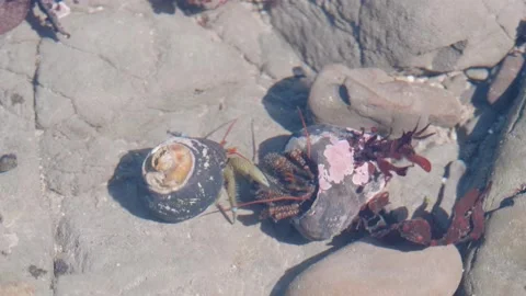 2 Hermit Crabs Trying to Take Food from Larger 3rd Crab, Moss Beach Stock Footage 167724065