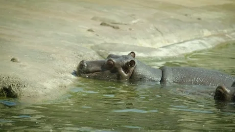 2 hippopotamuses in water 4K Stock Footage 79021633