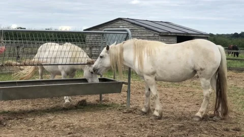 2 horse eating Stock Footage 138771695