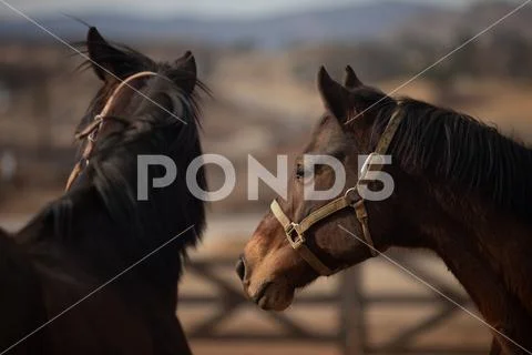 2 Horse Heads Stock Photos