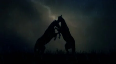 2 Horses Fighting on a Field Under a Lightning Storm Stock Footage 66583500
