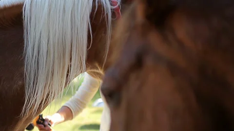 2 Horses, Head Closeup (Animals) Stock Footage 34273169