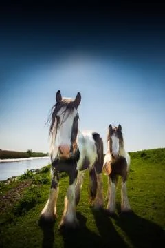 2 horses looking at camera in green field with sky and river Stock Photos