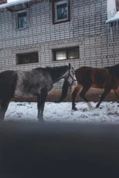 2 horses Stock Photos