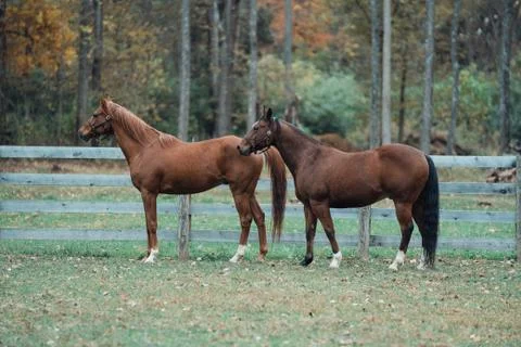 2 Horses Stockfoto's