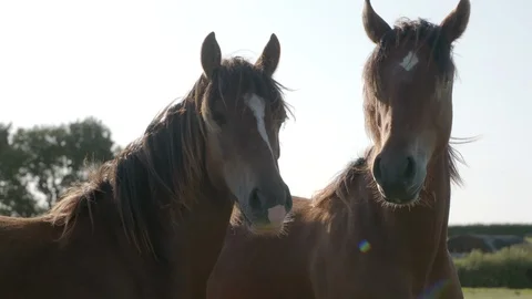 2 horses touch and sun shines behind  Stock Footage 123660997