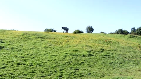 2 Horses Walking On A Grass Covered Hill Video stock 135525340