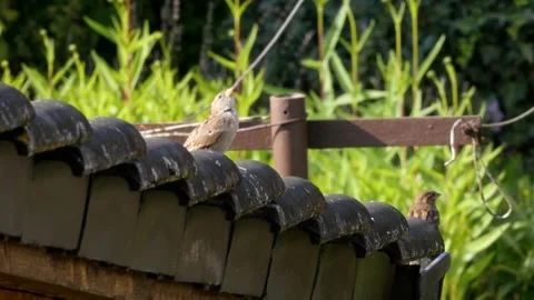 2 house sparrows on tiled garage roof near rural garden, taking flight Stock Footage 161114713
