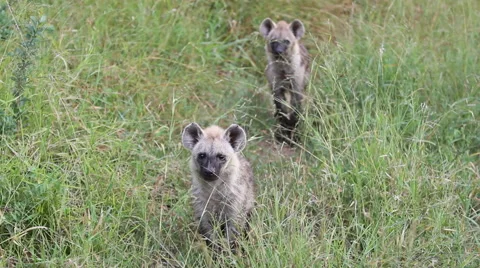 2 Hyena Pups Stock-Footage 41638601