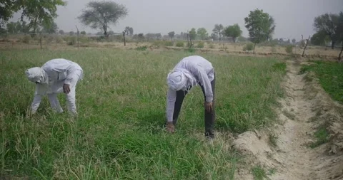 2 Indian farmer working in the field Stock Footage 197473052