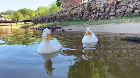 2 inquisitive ducks on the shore Stock Footage 189979508