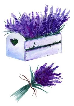 2 Items Lavender Set Flowers Elements. Botanical Illustrations are Drawn by Hand 库存插图