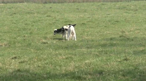 2 Jacob Lambs Video stock 349035
