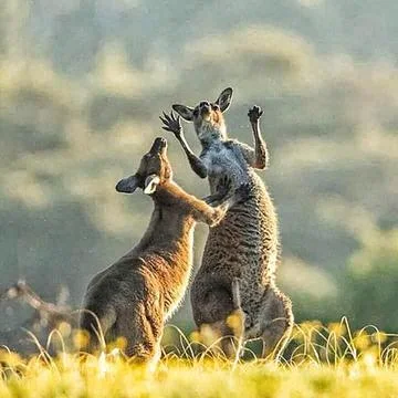 2 kangaroos Stock Photos