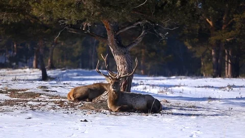 2 Kazakh deer Stock Footage 101427347