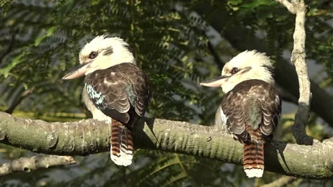 2 Kookaburra looking-in-the-same-direction HD 10-bit 50fps Stock Footage 175189128