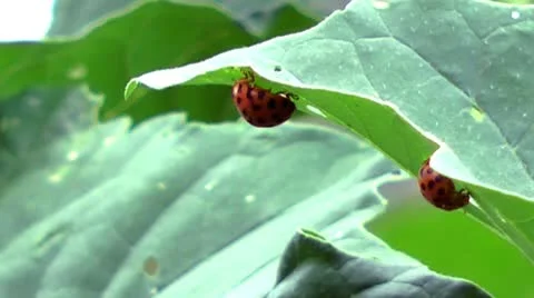 2 lady-beetles on a leaf Видео 10577871