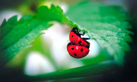 2 Ladybus mating 스톡 사진