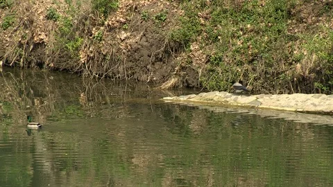 2-lake, duck, crow 库存影片 126433107