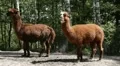 2 Lamas 8407N HD Footage