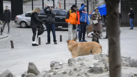 2 large dogs play with each other in the city center Stockbeeldmateriaal 63043890