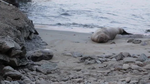2 large elephant seals rest on the beach during high tide Video stock 49169544