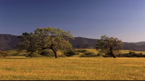2 Late Day Oak Trees In Field Video stock 106103988