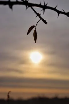 2 leaf silhouette Stock Photos