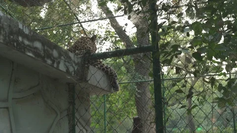 2 Leopard's In A Cage.. Stock Footage 97885086