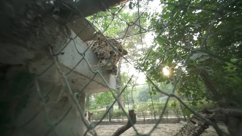 2 Leopards In A Cage.. Stock Footage 97887354