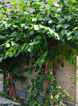 2 lime trees to cut Stock Photos