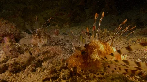 2 lion fish, one of them comes forward, the other comes out, Red Sea, Egypt Stock Footage 105543682