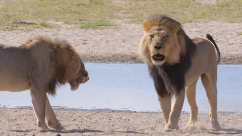 2 Lions Circle Around Each other engaged in Fight Stock Footage 277084492