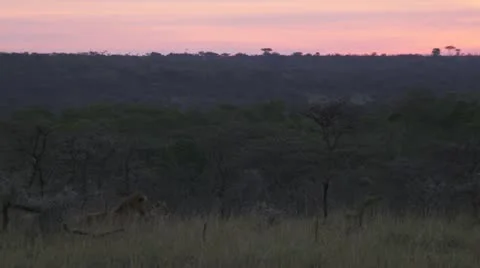2 lions in grassland Stock Footage 12658308