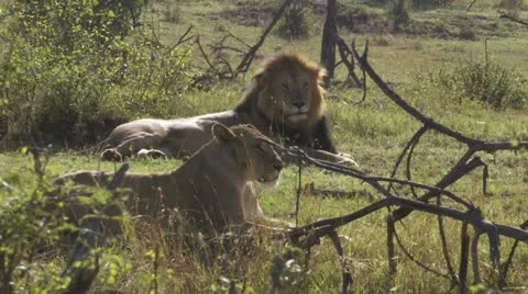 2 lions lying in the grass Stock Footage 12651140