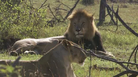 2 lions lying in the grass Stock Footage 12651147