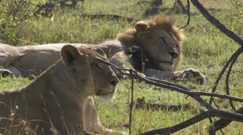 2 lions lying in the grass Stock Footage 12651267