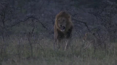 2 lions stretching, walking and lying down Stock Footage 12658313