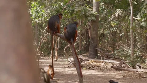 2 little monkeys on tree, West Africa Stock Footage 304982089